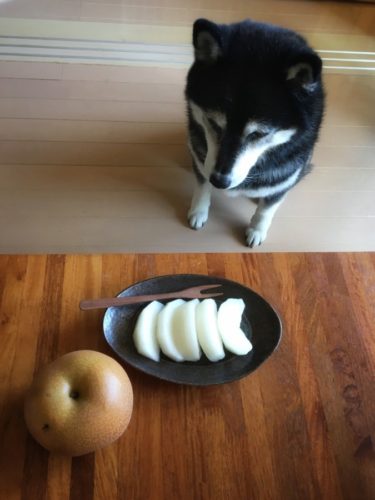 梨好き犬