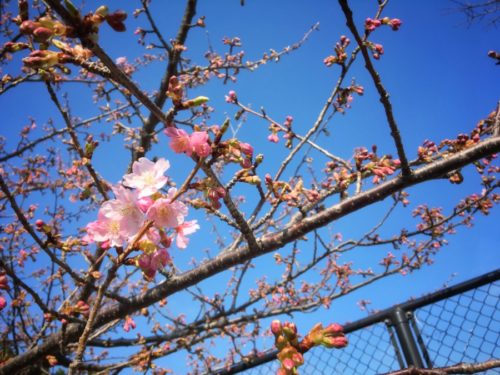 公園の河津桜が咲き始めました