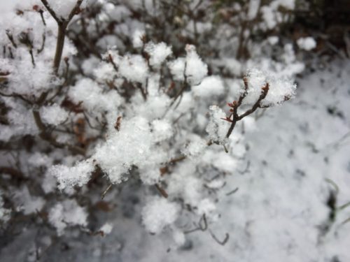雪に埋もれても健気に耐える植物たち