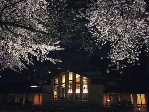 夜桜のライトアップと明日館